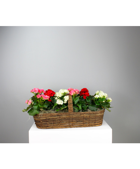 Be Mine Begonia Canoe Basket