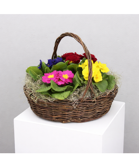 Primrose Perfection - Four Primroses in a basket