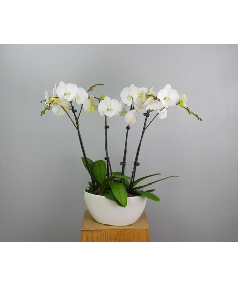 Opulent Orchids - Two Phalaenopsis Orchids In an Oval Pot