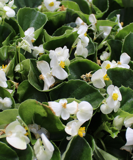 Begonia - White Green Leaf