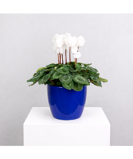 Winter Radiance - White Cyclamen in Dark Blue Ceramic Pot