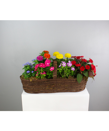 Wildflower Row - Canoe Basket of Annuals