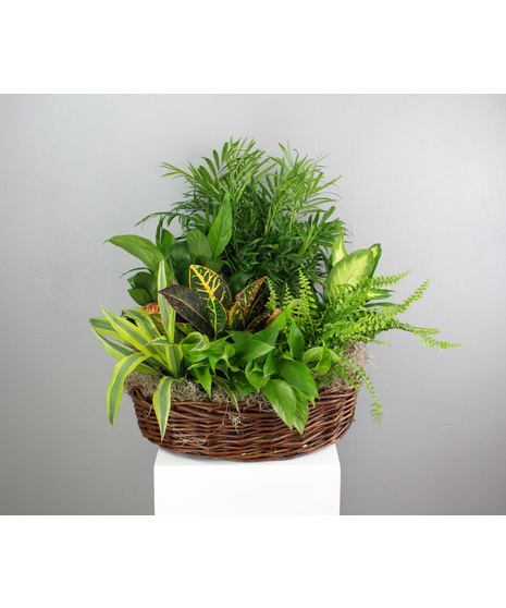 Botanical Basket - Assorted Green Plant Basket