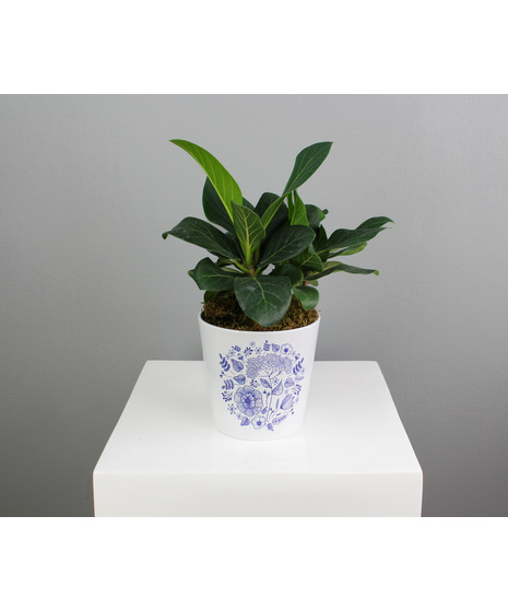 Chinoiserie Ficus - Audrey Ficus in Ceramic Pot
