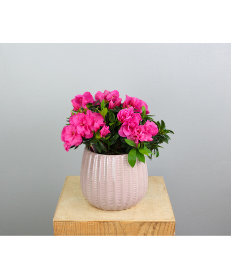Pink Pearl Azalea