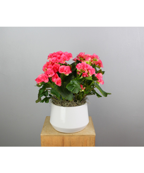 Blushing Begonia - 6