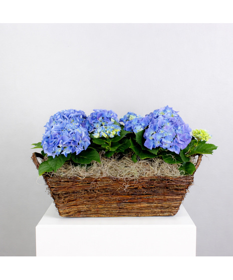 Blue Bliss Hydrangea - In Willow Basket