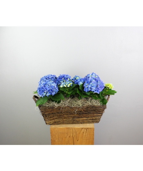 Blue Bliss Hydrangea - In Willow Basket