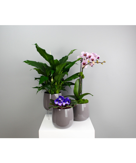 Botanical Trio