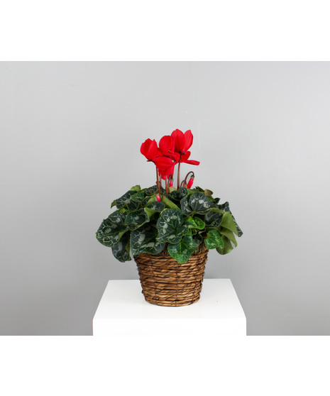 Cyclamen Charm - 6