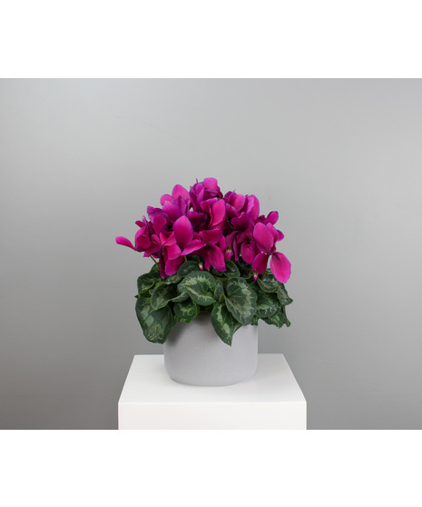 Cyclamen Grace - 6