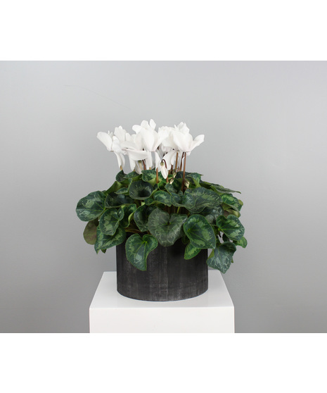 Woodland Cyclamen - 8