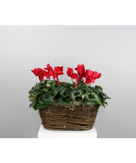Cyclamen Blossom Duet - Double Cyclamen Basket