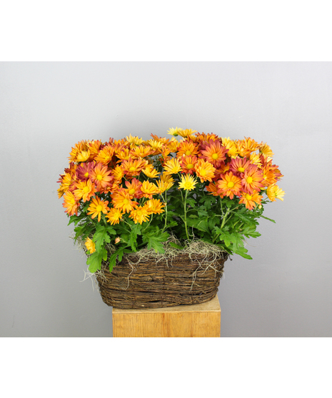 Bountiful Blooms - Two Indoor Mum Plants in a Basket