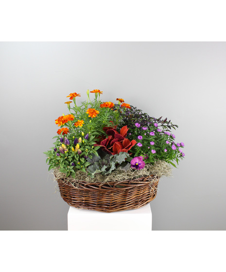 Fall Annual Bloom Basket -  Basket with Assorted Annuals
