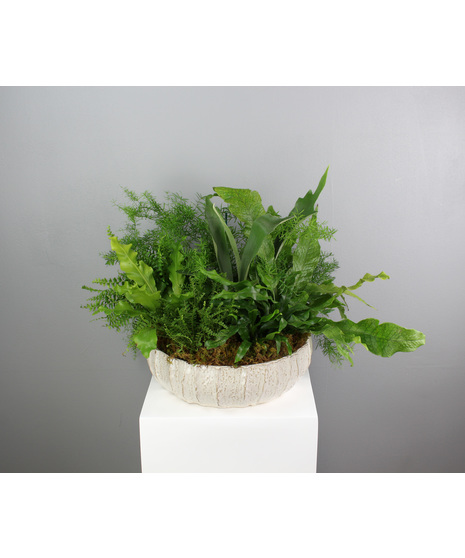 Fern Haven - Large Fern Dish Garden