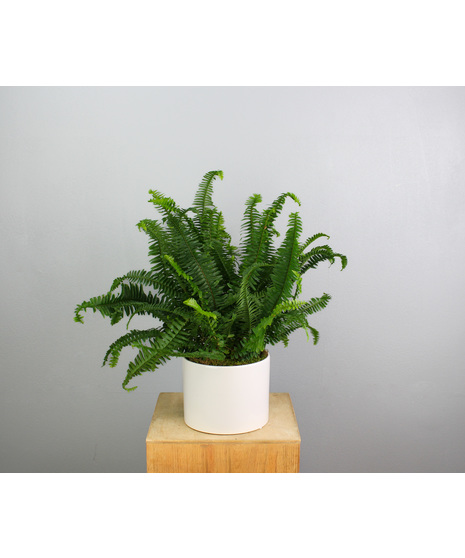 Ivory Fern - Boston Fern in Ceramic Pot