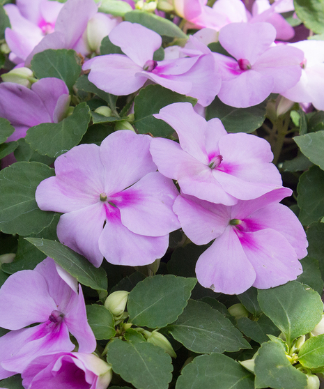 Impatiens Blue Pearl