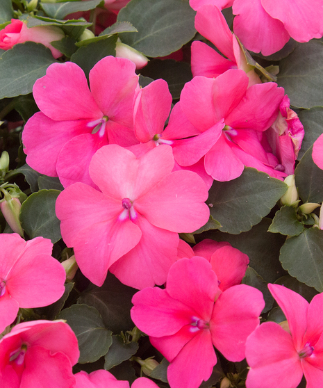 Impatiens Coral
