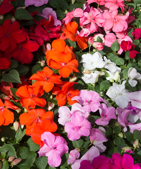 Impatiens Dazzler Mix