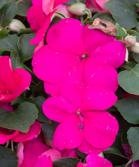 Impatiens Lipstick