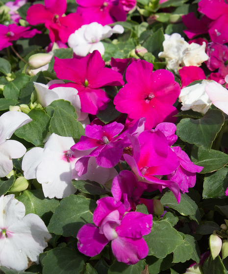 Impatiens Merlot Mix