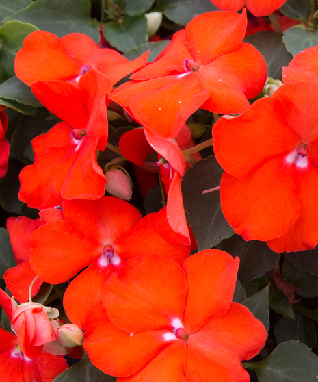 Impatiens Orange