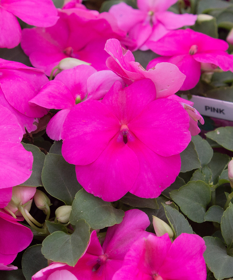 Impatiens Pink