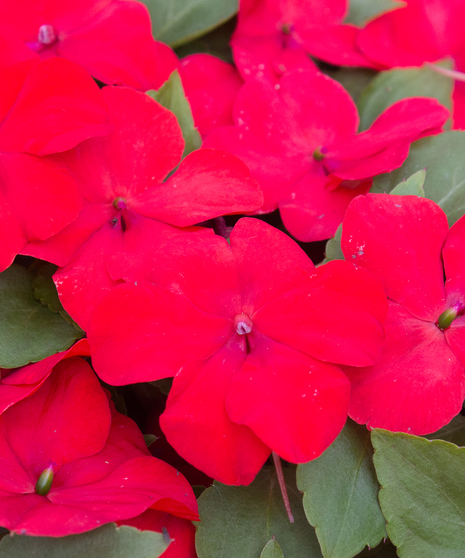 Impatiens Red