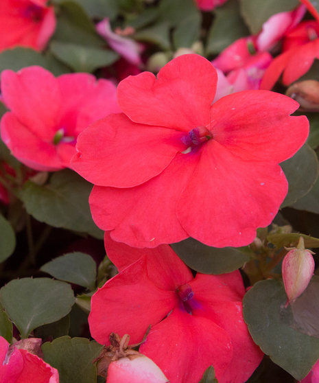 Impatiens Salmon