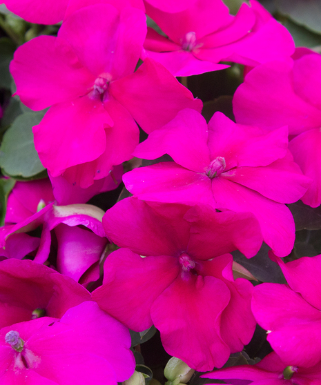 Impatiens Violet