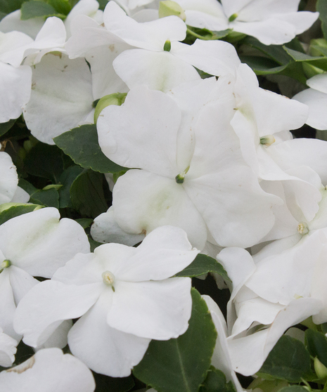 Impatiens White