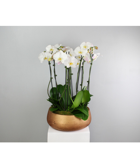 Sunstone Orchids - Orchids in a Large Ceramic Pot