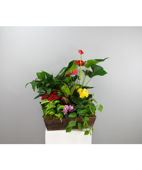 Bloom and Grow Indoor Plant Crate