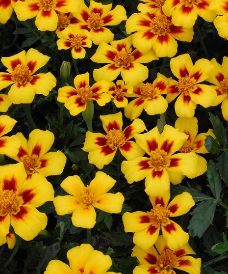 Marigolds - Durango Bee