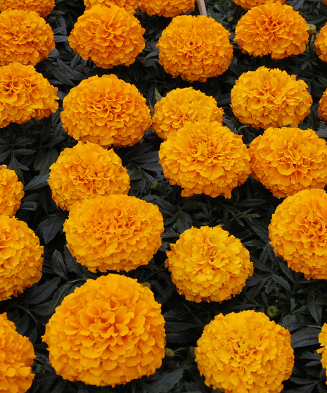 Marigolds - Taishan Orange