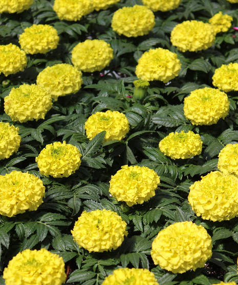 Marigolds - Taishan Yellow