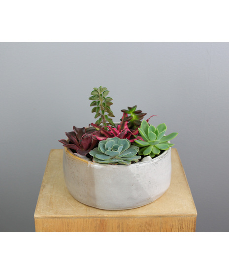 Sienna Succulents - Small Ceramic Pot