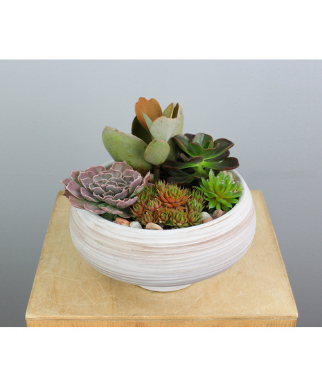 Sandstone Succulents - Small Ceramic Pot