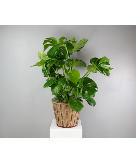 Monstera Marvel - Monstera Deliciosa Plant in a Woven Basket