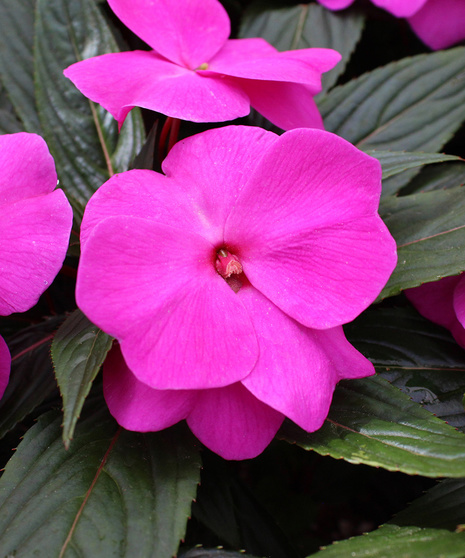 New Guinea Impatiens - Deep Purple