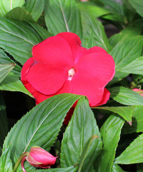 New Guinea Impatiens - Sonic Red
