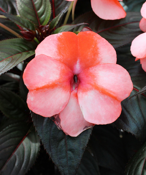 New Guinea Impatiens - Sweet Orange