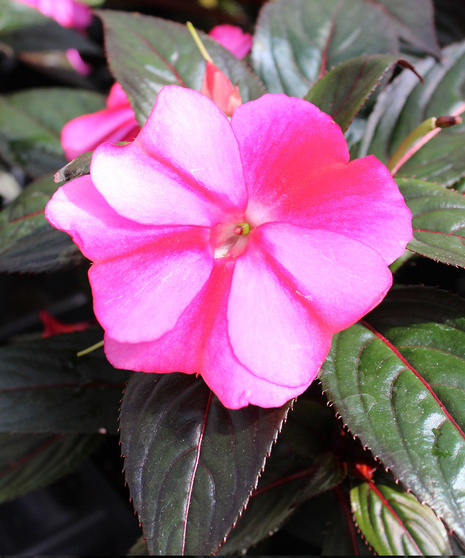 New Guinea Impatiens - Sweet Purple