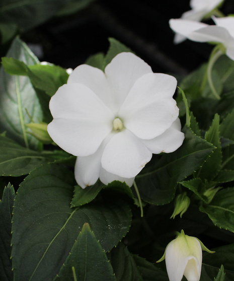 New Guinea Impatiens - Sonic White