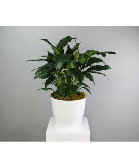Blissful Peace Lily - Spathiphyllum in a Ceramic Pot