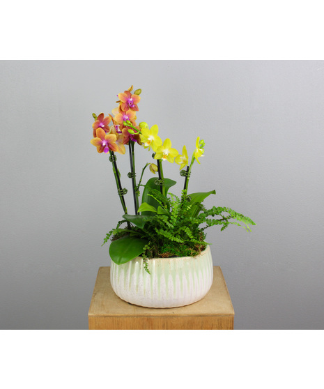 Orchid Hollow - Orchids & Lemon Button Fern in Ceramic Pot