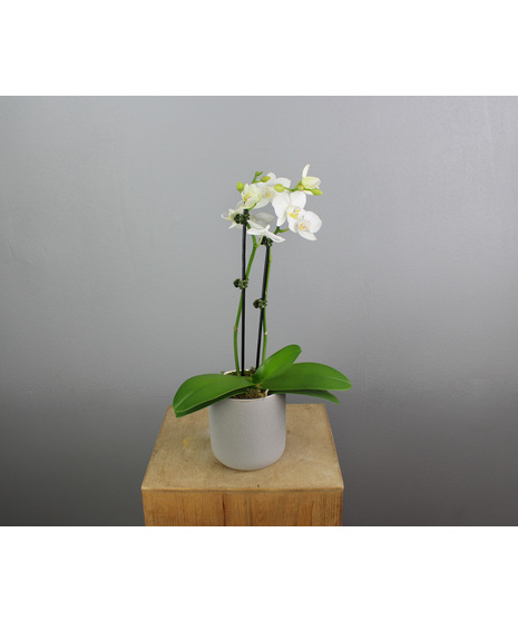 Marble Orchid - Orchid in a Ceramic Pot