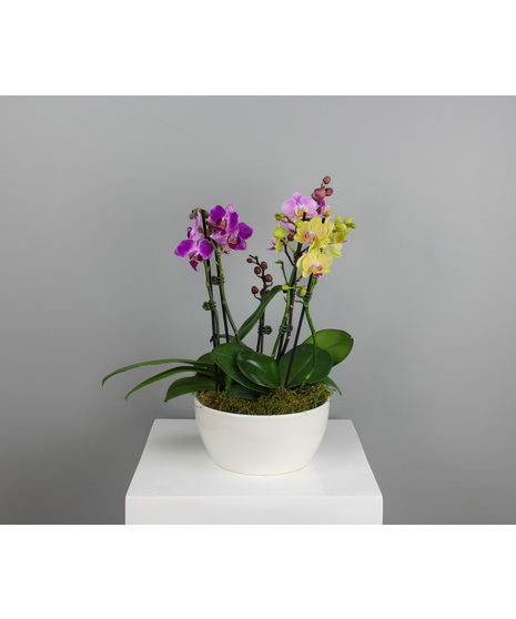 Pearl Mini Orchid Trio