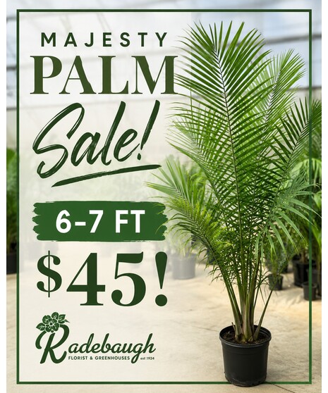 PALM SALE